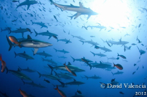 This school of silky sharks stuck around roca partida for... by David Valencia 